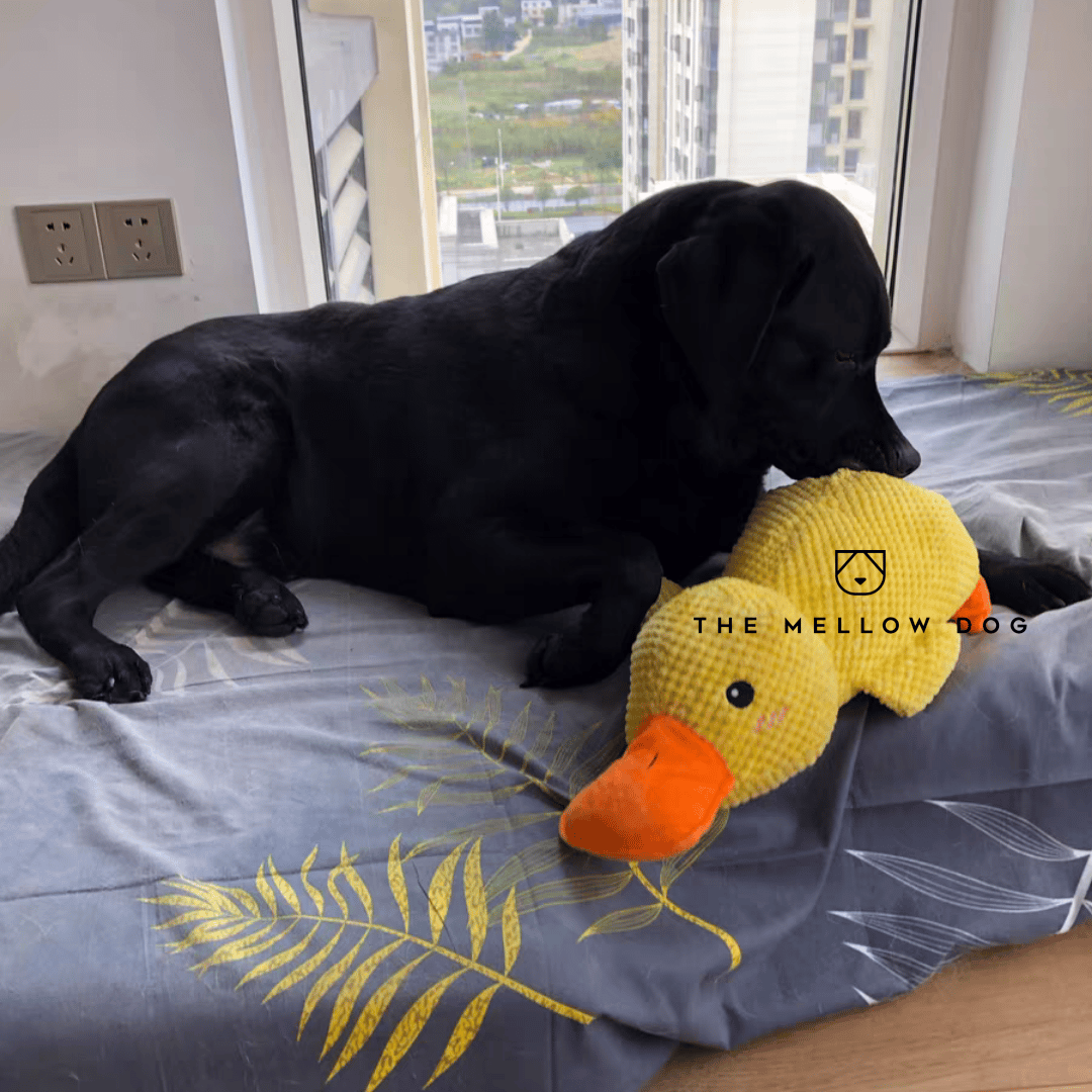 ⏳Begrenzte Zeit 50% Rabatt💥💝Begrenzte Aktion🔥 Beruhigende Ente
