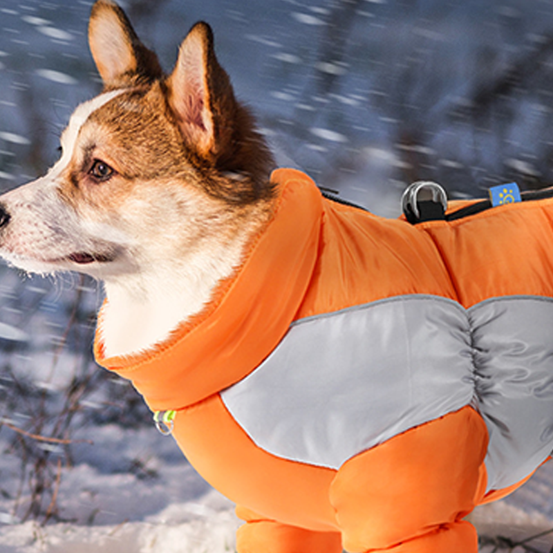 ❄️ Winterangebot: 50% Rabatt! – Wasserdichte reflektierende Winterjacke für kleine Hunde, warm gefüttert & bequem