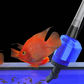 🐠 Elektrischer Aquarium-Reiniger mit Wasserfilter – Automatischer Mulmsauger für Wasserwechsel und Bodengrundreinigung