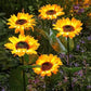 🌻✨ Lebensechte Blüten, IP65 wasserdicht & automatische Dämmerungssensor (8-12h Leuchtdauer)