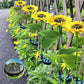🌻✨ Lebensechte Blüten, IP65 wasserdicht & automatische Dämmerungssensor (8-12h Leuchtdauer)
