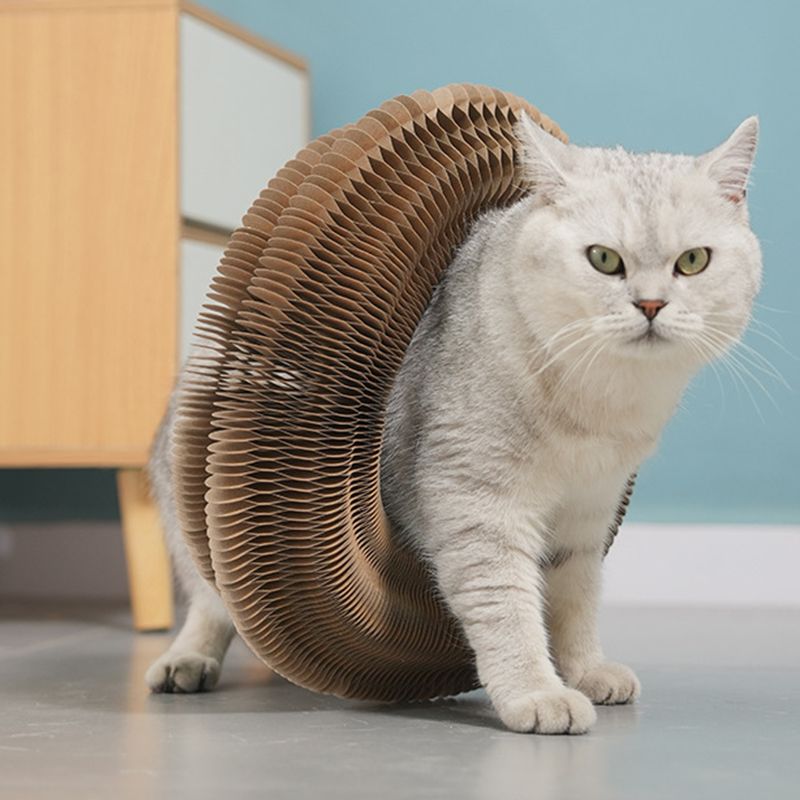 Magischer Akkordeon-Katzenkratzer