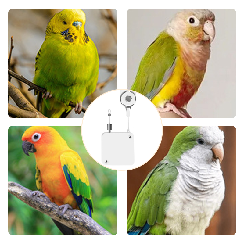 Leichte automatische Vogelleine für Papageien – mit Gurtband, schützt die Füße – ideal für Ausflüge mit Wellensittichen, Nymphensittichen & Co.🦜🌿