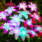Solarleuchte mit vier Dahlienköpfen – wasserdicht, kabellos & dekorativ – ideal für Garten, Terrasse & Rasen – stimmungsvolle Außenbeleuchtung🌸💡
