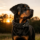 🐕 Robustes Hundehalsband mit Nieten – Strapazierfähiges Halsband für große Hunde und tägliche Spaziergänge