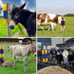 🐄 50% RABATT! 🧼 Viehbürste mit harten Borsten – Kratzbürste für Kühe, Pferde, Ziegen & Schweine, für Weide & Stall