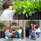 Multifunctional Vegetable Planting Box